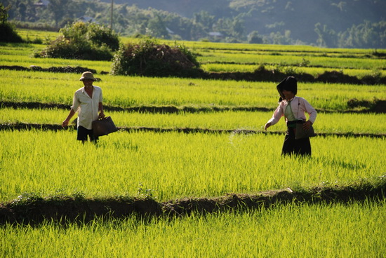 Chăm sóc lúa trên cánh đồng Mường Thanh