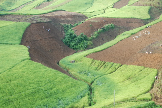 Nương lúa xung quanh cánh đồng Mường Thanh