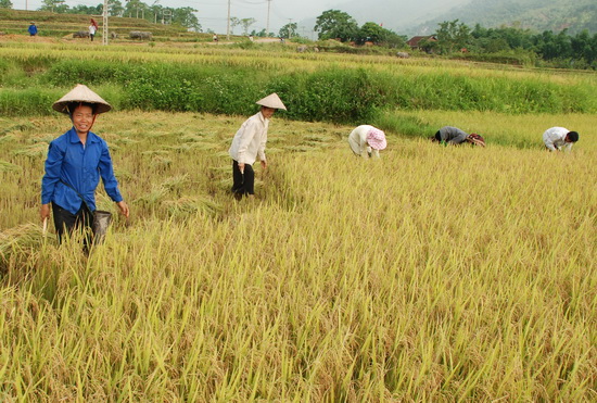 Thu hoạch lúa trên cánh đồng Mường Thanh